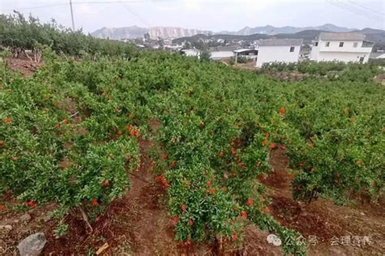 多肉植物一般用什么肥