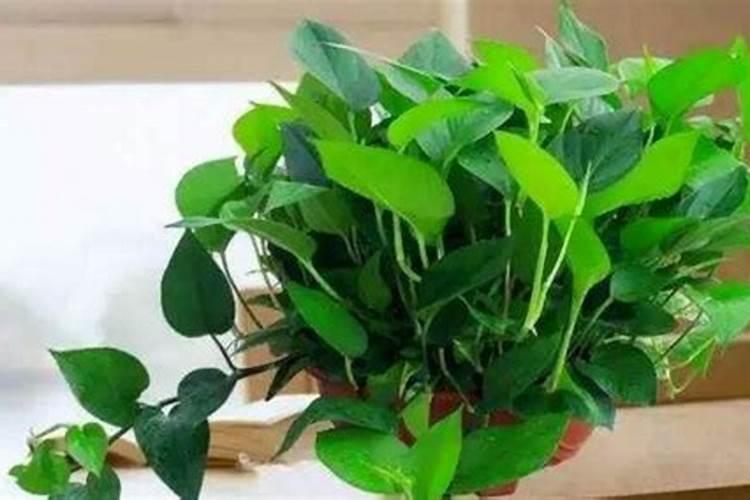 阿司匹林能浇花叶子吗