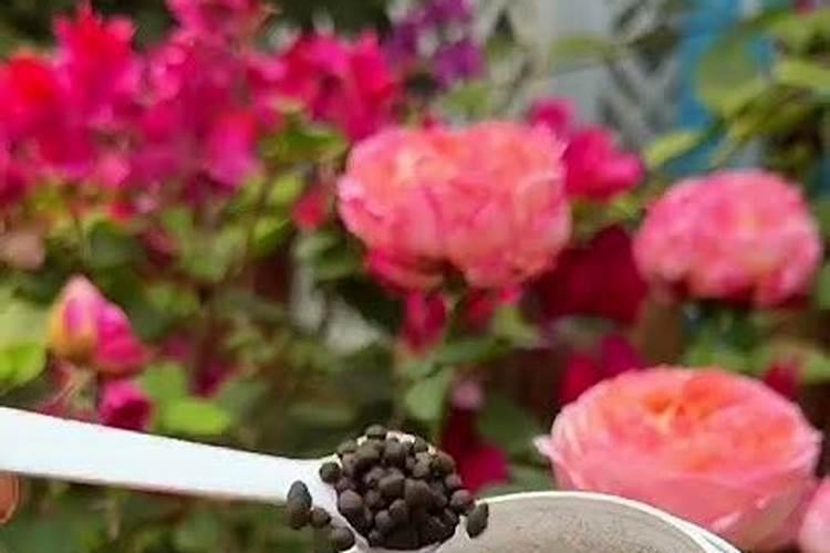 月季花如何追肥