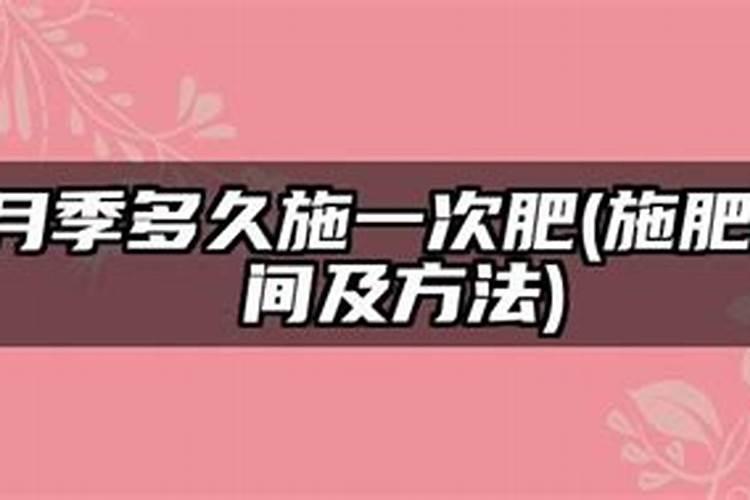 春季月季如何施肥