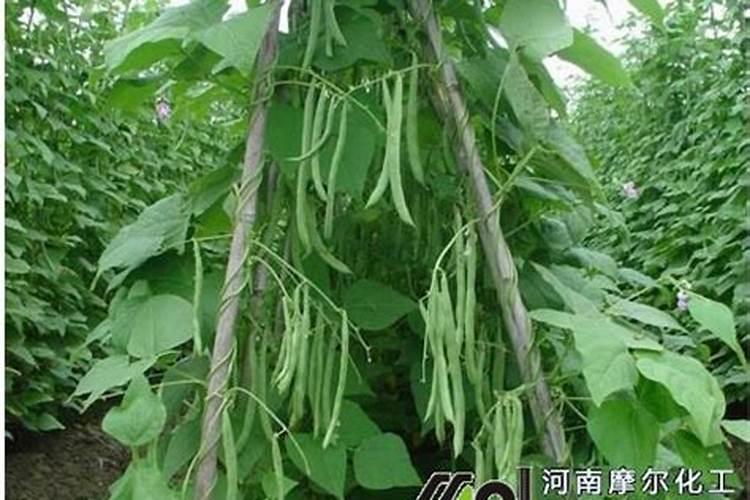 腐殖酸类肥料的功效是什么？主要原料是什么？