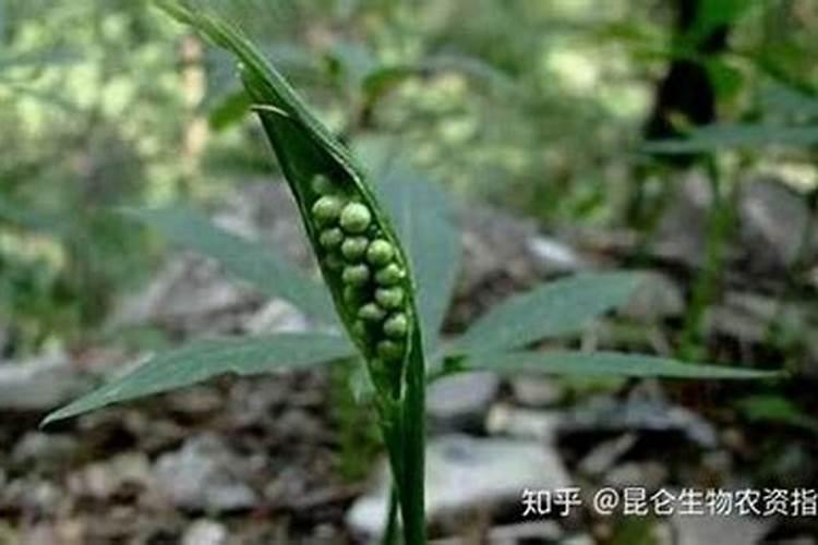 半夏用什么肥料最好