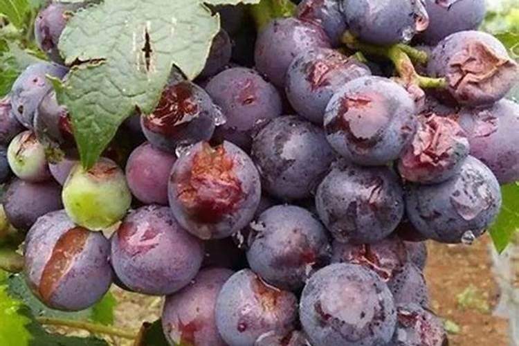 葡萄僵苗如何处理