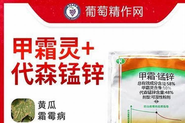 霜霉病用什么药最好