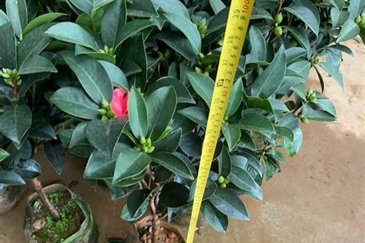 君子兰冬季施什么肥料