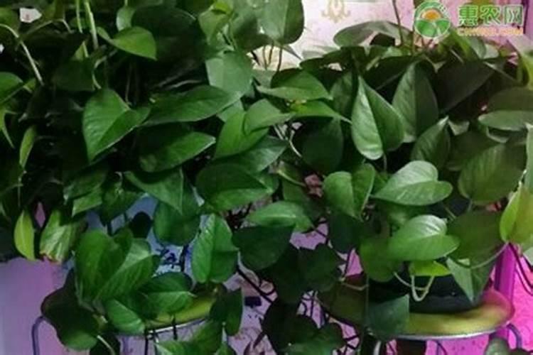 一亩地玉米30斤水,应该加,大量元素水溶肥多少克