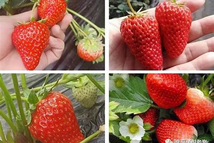 金属硅的用途有哪些