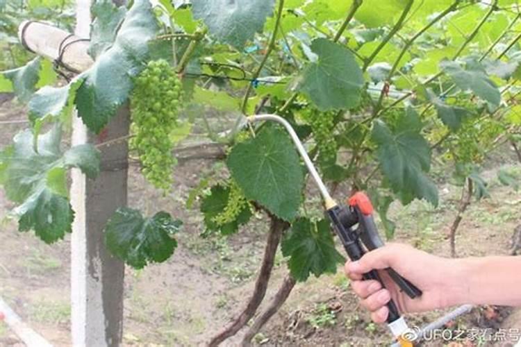 ...颗粒绿色前两天打了磷酸二氢钾芸苔素氨基酸叶面肥高湿怕烧