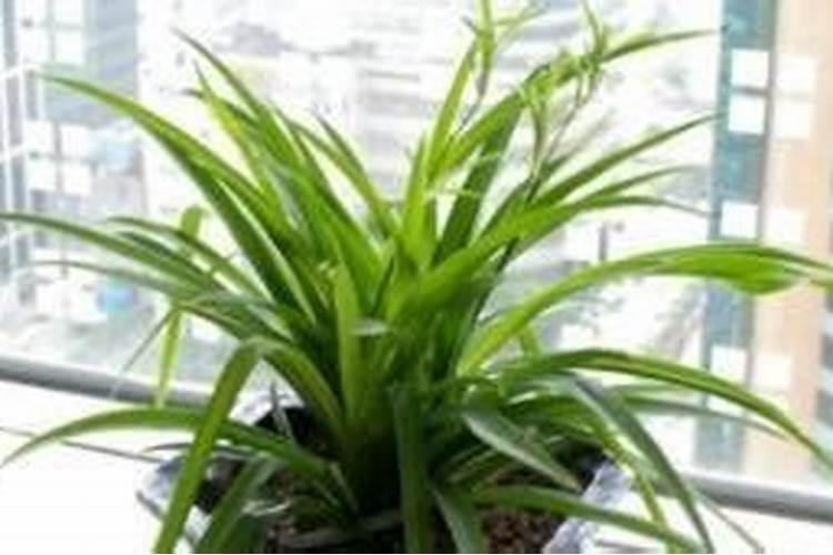 草莓能不能加糖一起吃