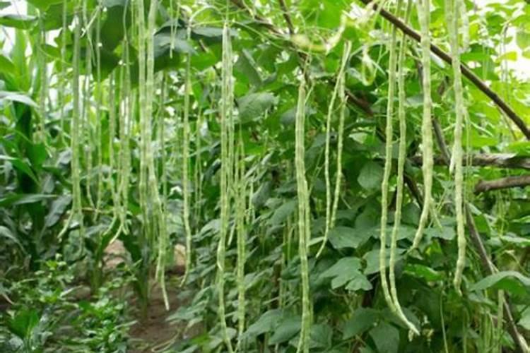 豆角开花期打什么叶面肥 豆角花期可以喷施叶面肥吗