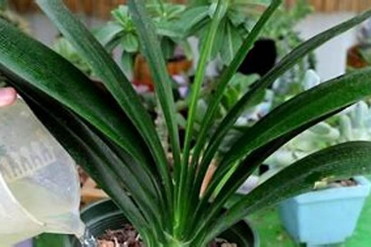 青花菜田间管理 青花菜怎么养殖好