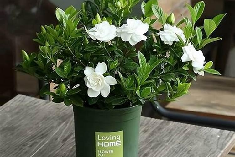 盆栽栀子花的养殖方法和注意事项