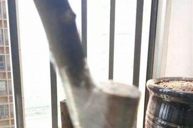 沙培下山桩怎么施肥