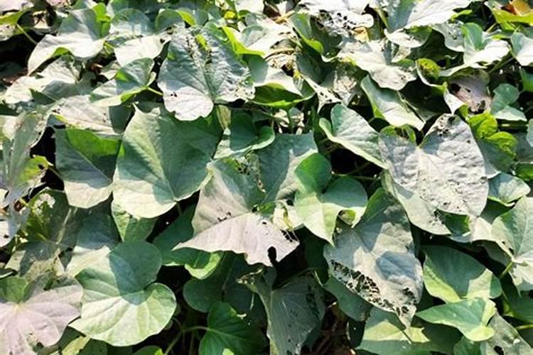 钾肥是什么肥料 植物缺少钾肥会怎么样