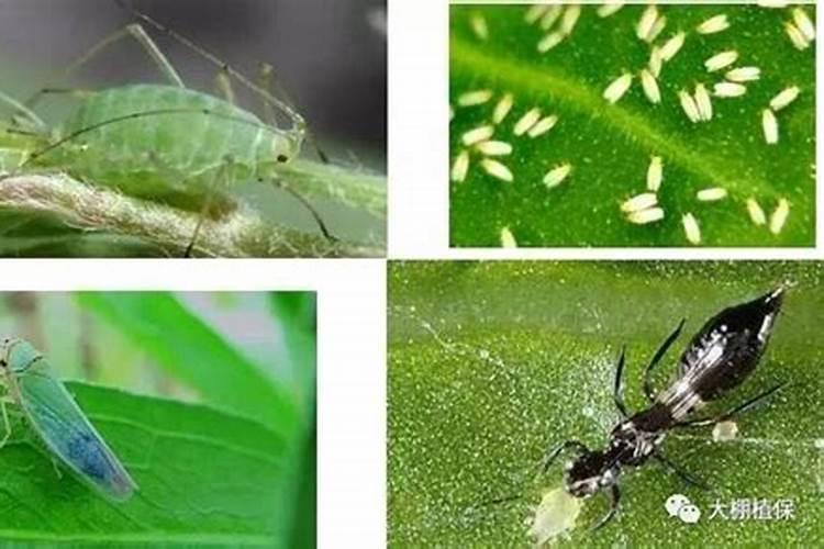 高粮生蚜虫用什么农药比较安全,和叶面肥一起使用可以么？