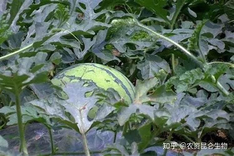 石榴树怎么过冬