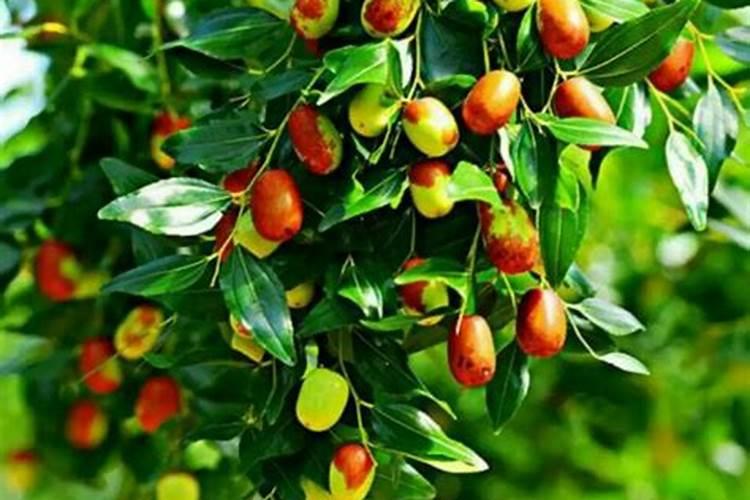 磷肥是指哪些肥料