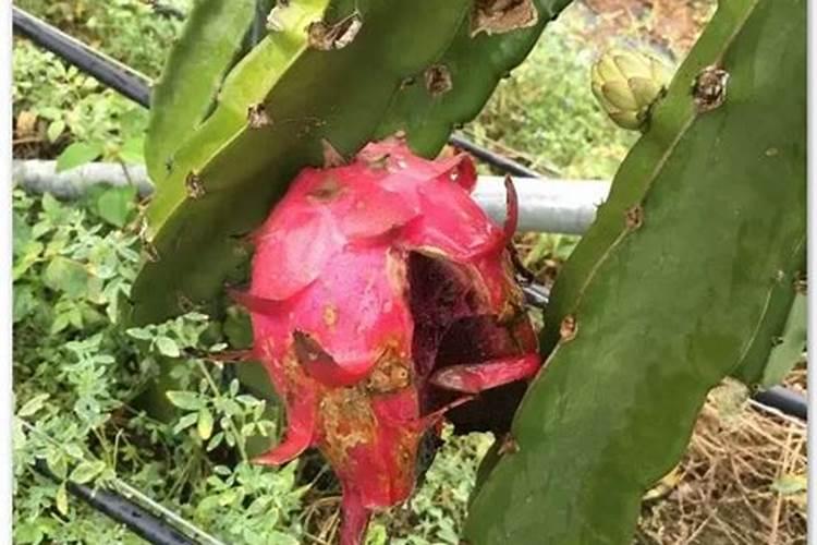 火龙果最佳施肥方法