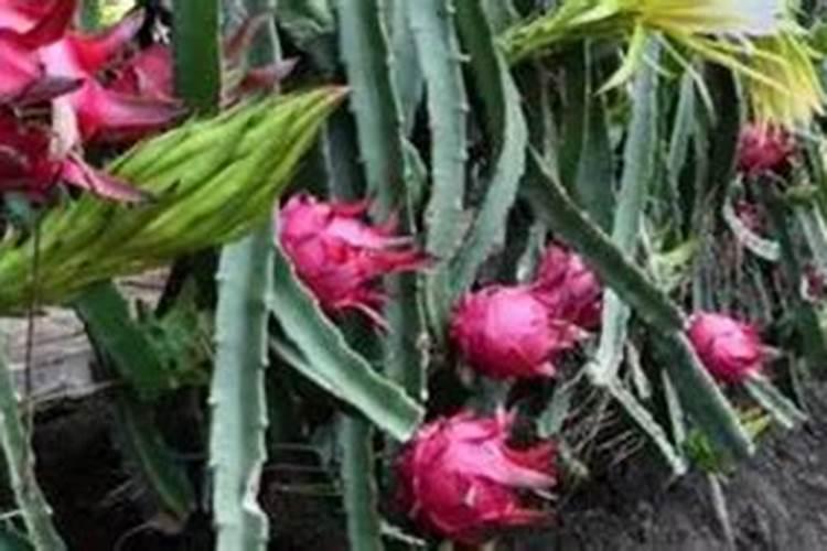 火龙果裂果怎么办