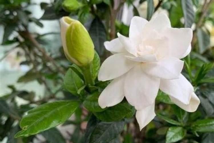 栀子花什么时候施肥