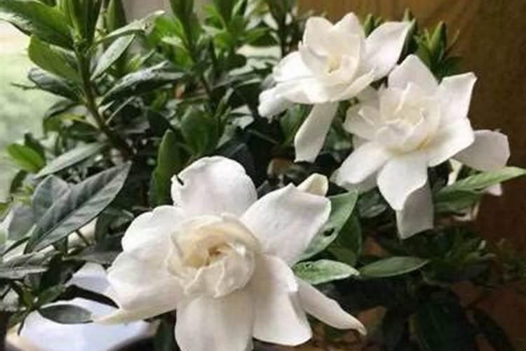 栀子花可以用复合肥吗