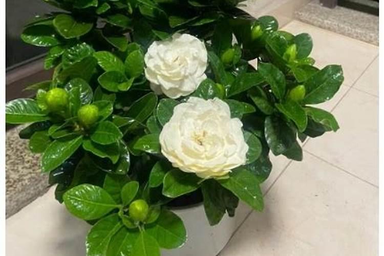 栀子花春天怎么施肥