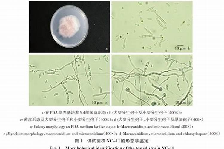 肥害解救最快的方法