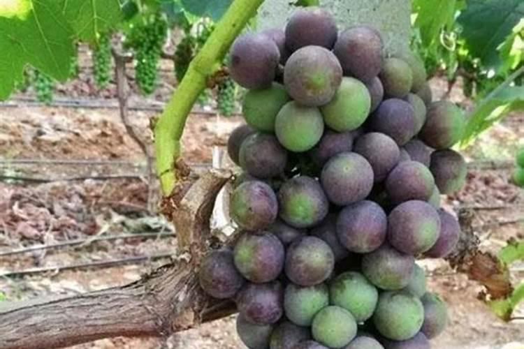 矿源黄腐酸钾哪个牌子好？矿源黄腐酸钾多少钱一吨？矿源黄腐酸钾就用黑...