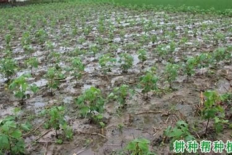 西红柿防脐腐病用什么钙做底肥