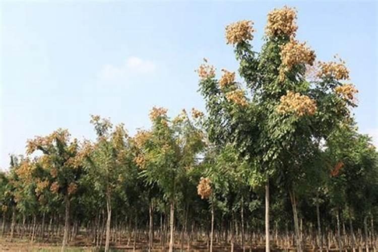 飞机打除草剂加芸苔素好吗