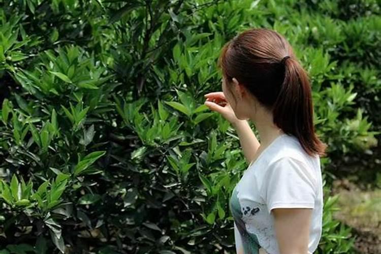 含氮和含磷的无机盐对植物的生长有什么用处