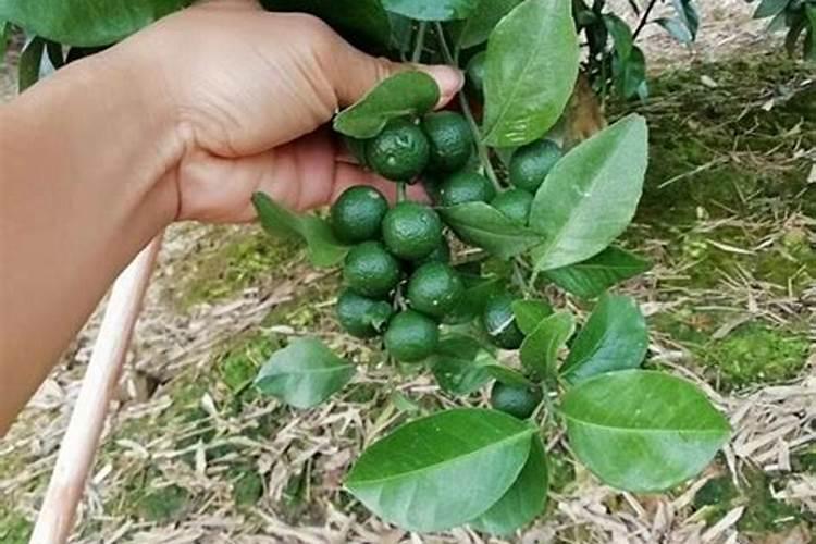 柑橘树施什么复合肥好呢？一年要施多少次？(大树)