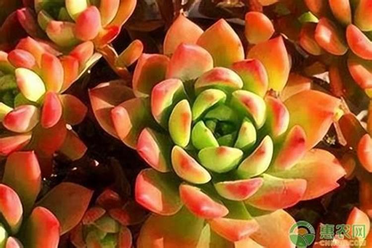 检验铵态氮肥的方法