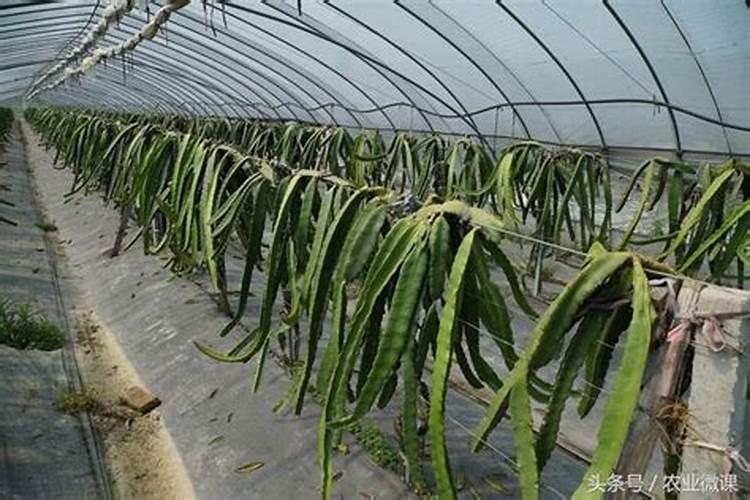 金太龙追肥宝和硝酸铵钙能和用吗？