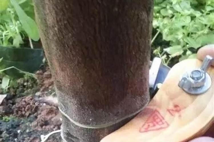 烟叶不落黄喷什么药