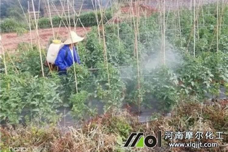 番茄控旺过量怎么办