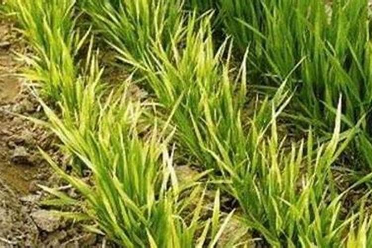 米兰用什么肥料最好