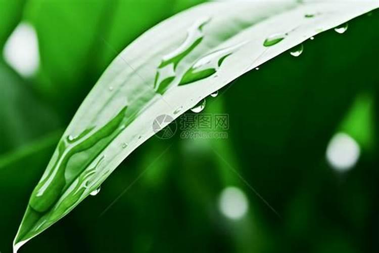 叶面肥多长时间下雨有效