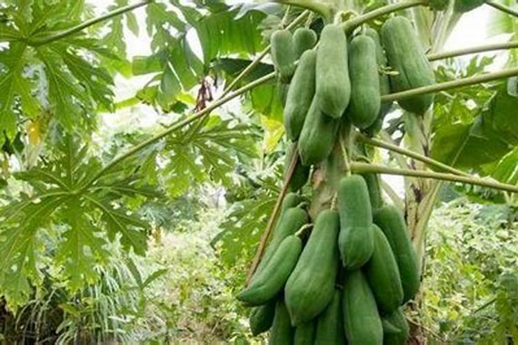 葡萄主演吸收哪些肥料