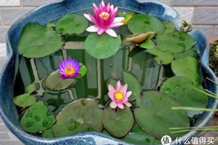 杜鹃花用什么肥料比较好