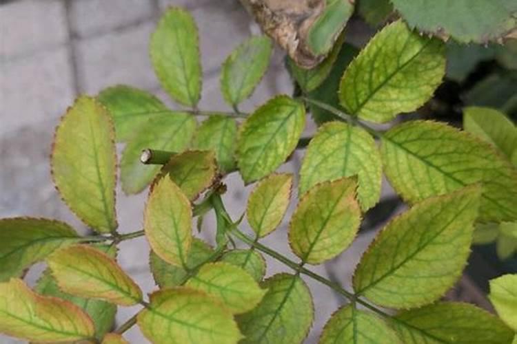 种花高手是自己配制肥料的,高氮水溶肥配方