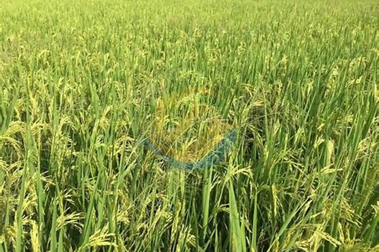 请问种植土豆用什么肥能获得高产呢？