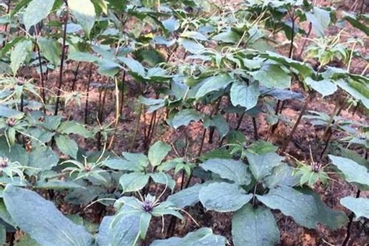 板栗树用什么肥料最好