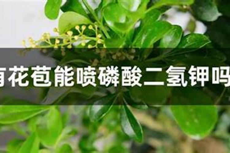 三角梅有花苞能喷磷钾肥吗 注意事项有哪些