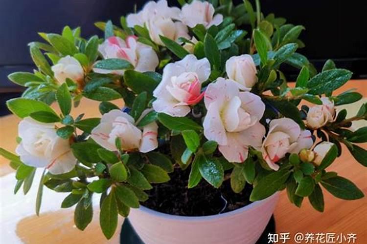 肥料的三要素是哪些元素