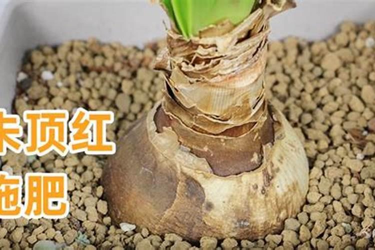 氮肥适合什么农作物 氮肥属于哪种肥料