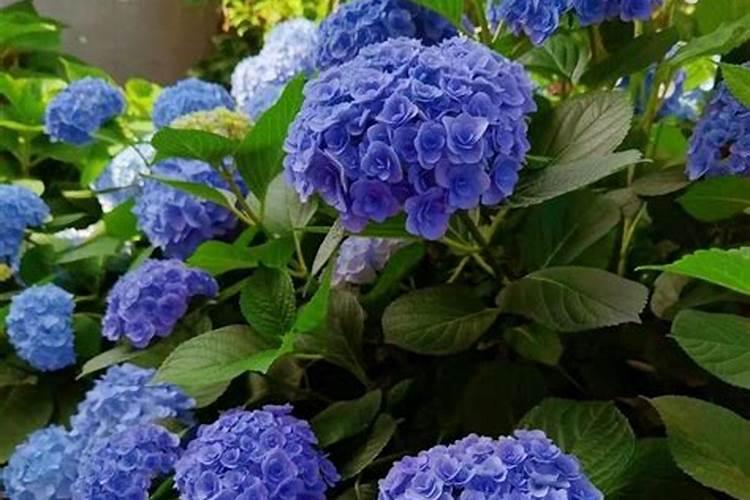 食葵生长期sf669种植技术