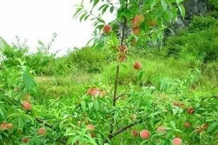 油菜移苗后多久施肥？