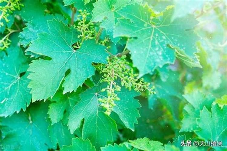 葡萄苗期用什么肥料好？