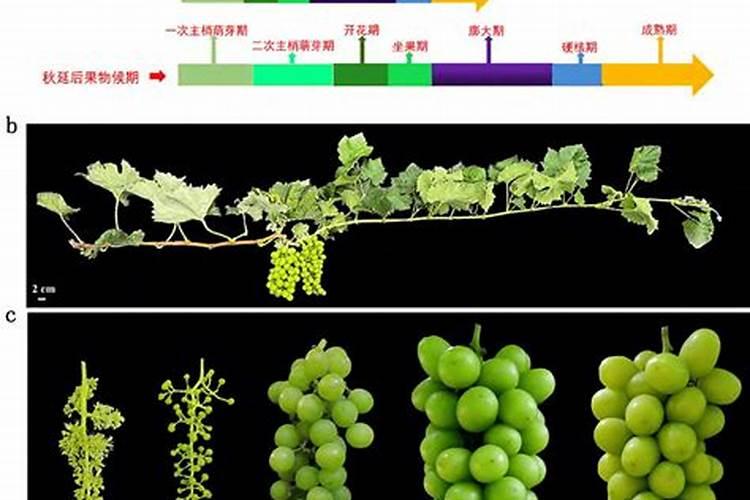 蓝莓树叶子发蔫原因及补救方法